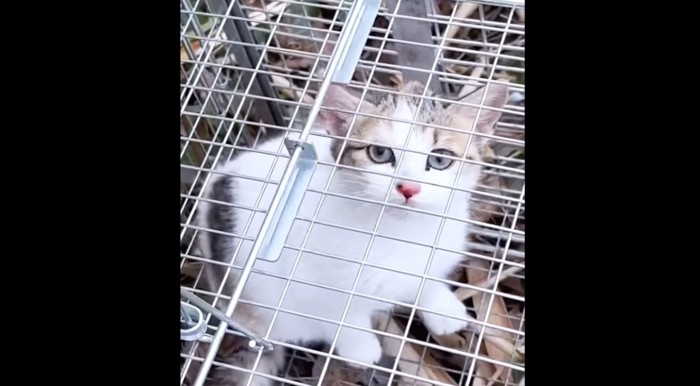 ケージの中にいる子猫