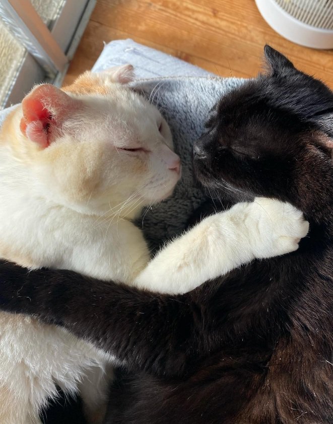 一緒に眠る2匹の猫