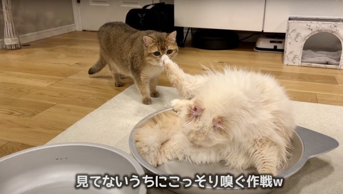 白猫の足の匂いを嗅ぐ茶色の猫