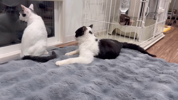 外を見つめる2匹