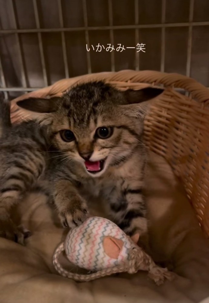 イカ耳になっている子猫