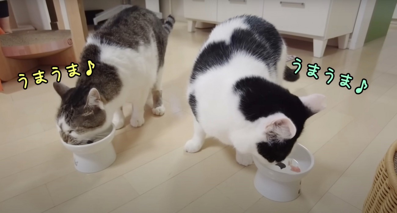 食べる猫2匹