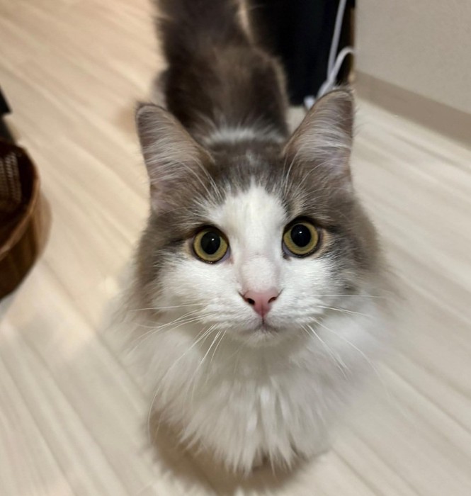 カメラ目線のギンくん