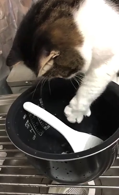シンクの上に置かれた炊飯器の釜に手を入れている猫