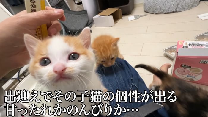 個性が伝わる子猫のお出迎え