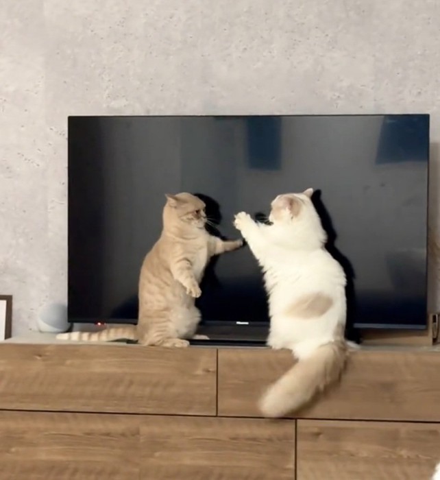 パンチする2匹の猫