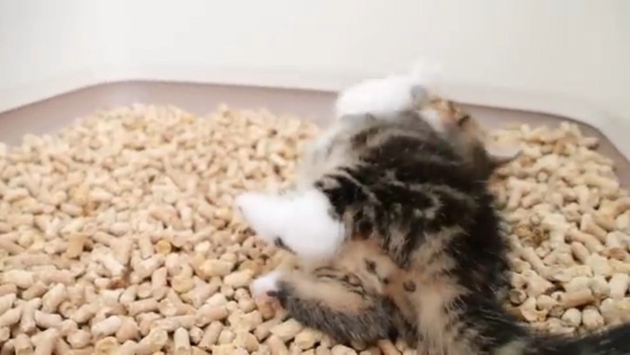砂トイレで寝転ぶ子猫