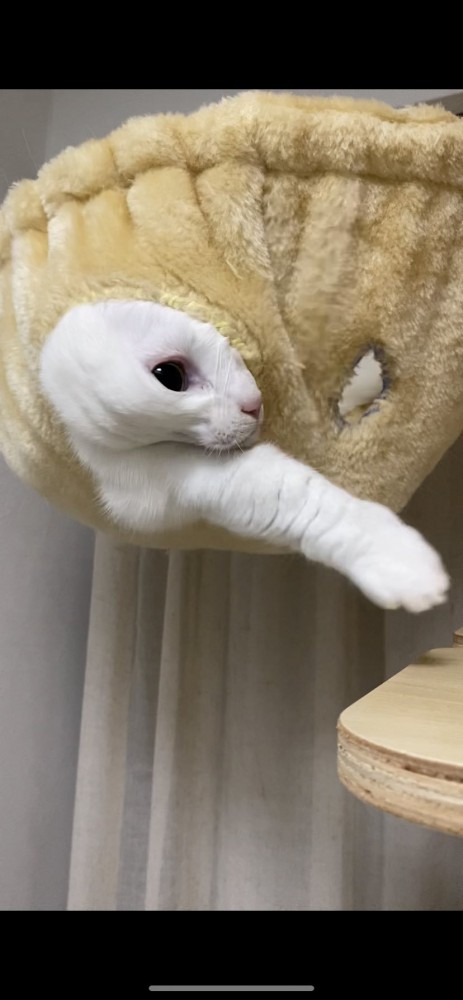 ハンモックから顔と前足を出す猫