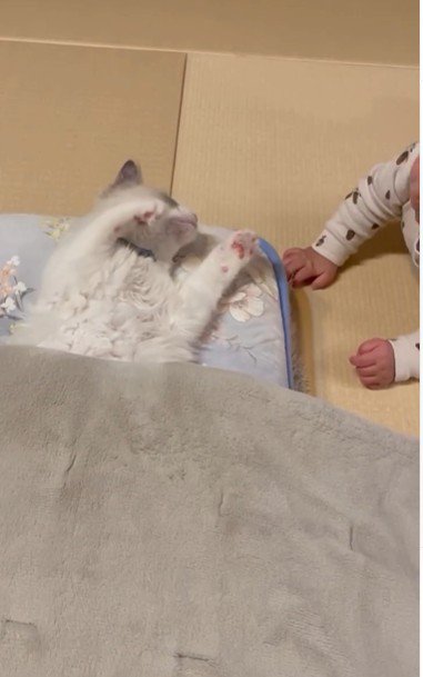 寝そべっている猫と赤ちゃん
