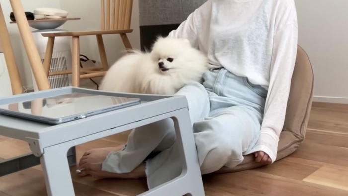 飼い主さんの膝で会議を待つポテチくん