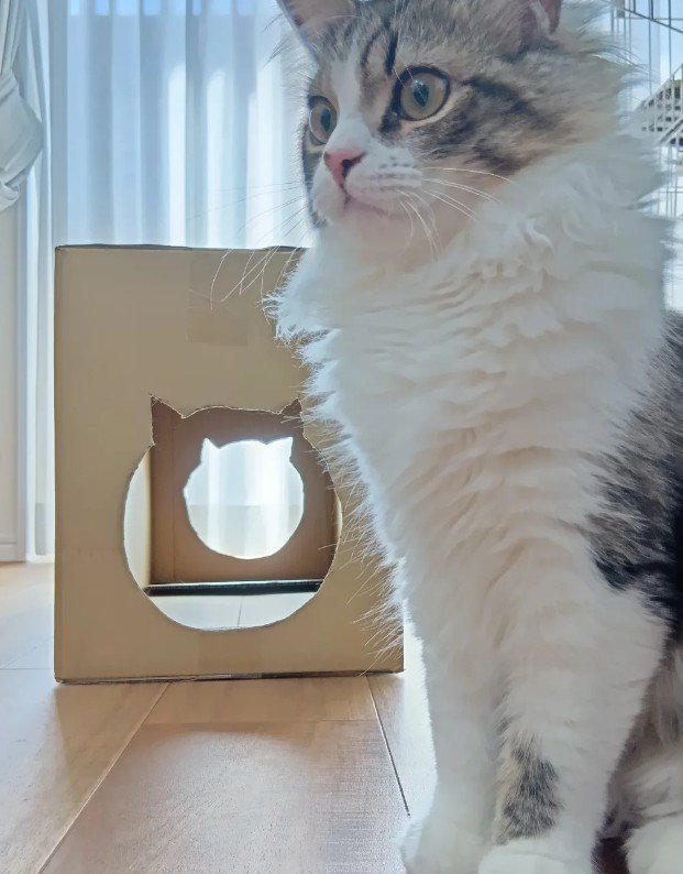 段ボールの隣に座っている猫%%飼い主さんの手作りトンネル