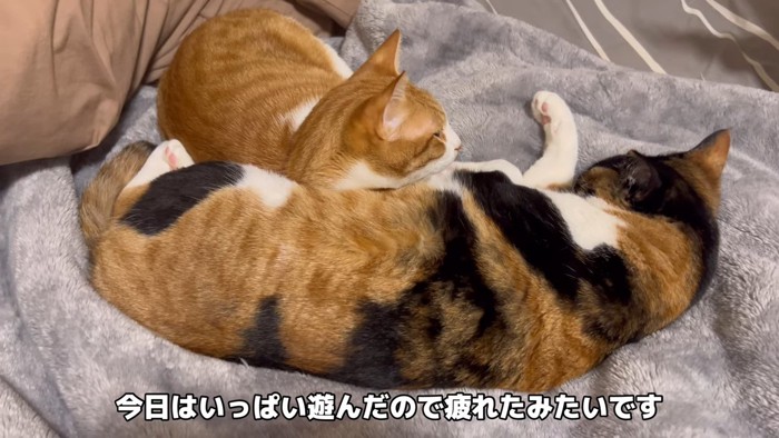 一緒に寝る2匹の猫