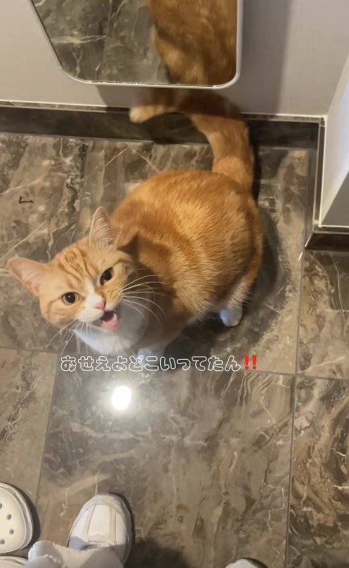 カメラ目線で口を開けている猫「おせえよどこいってたん!!」