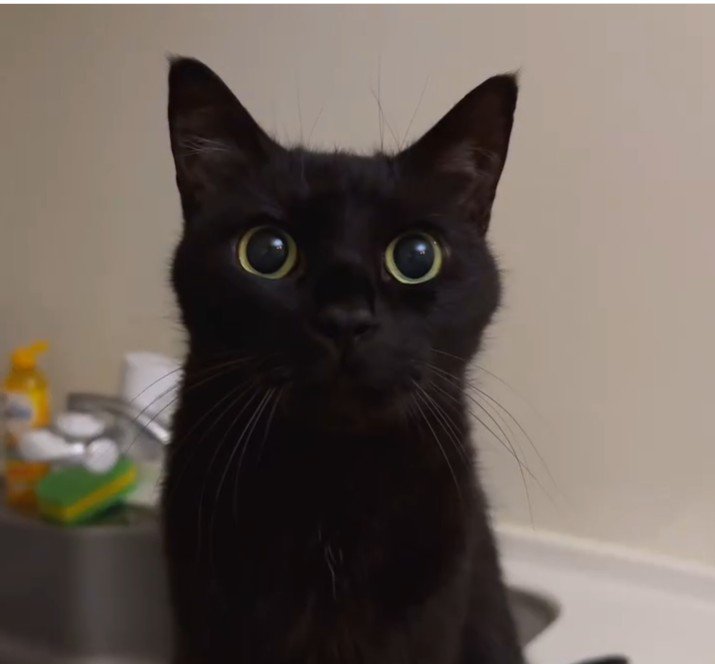 シンクの上に座っている猫