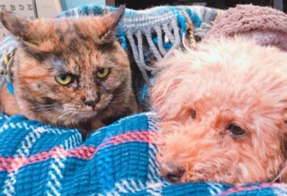 寝そべる犬を鋭い眼差しで見つめる猫