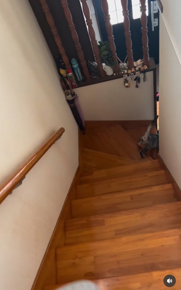 階段を降りていく猫