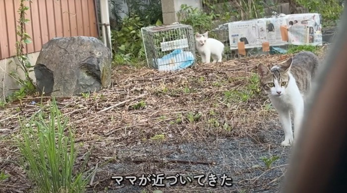 投稿者の車に近づいてくるキジ白猫