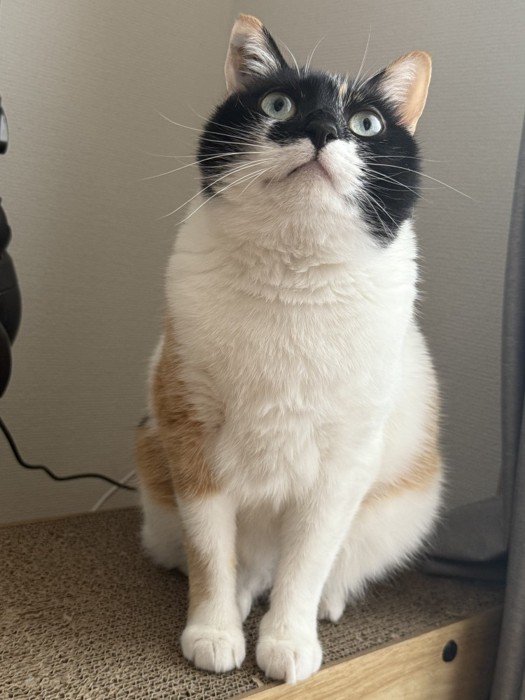 お座りする雷十太ちゃん