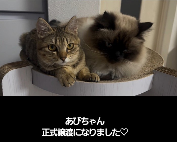 爪とぎの上に乗る2匹の子猫