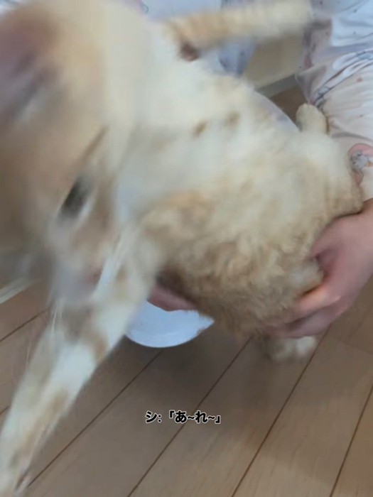 人のひざから降りる猫