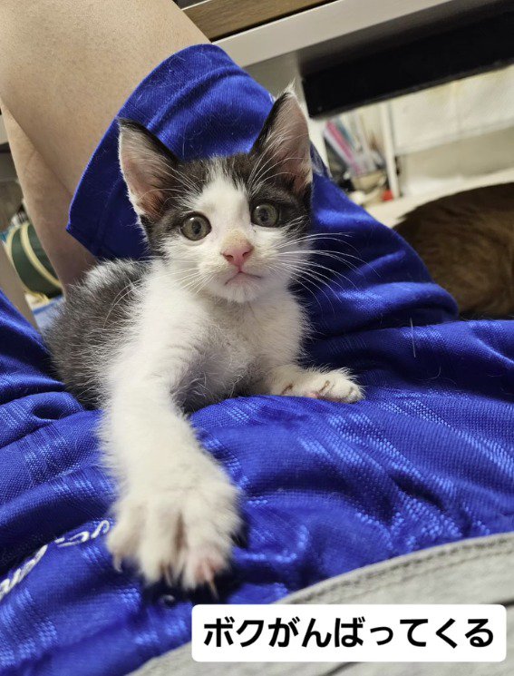 カメラを見つめる子猫