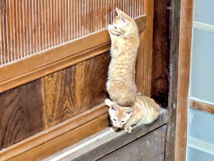 2匹の茶トラ子猫（上の子が横向き/下の子が重そうな表情）