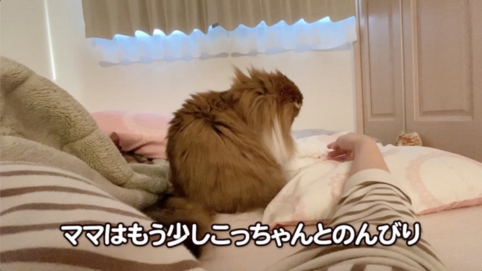 布団の上でのんびりする猫