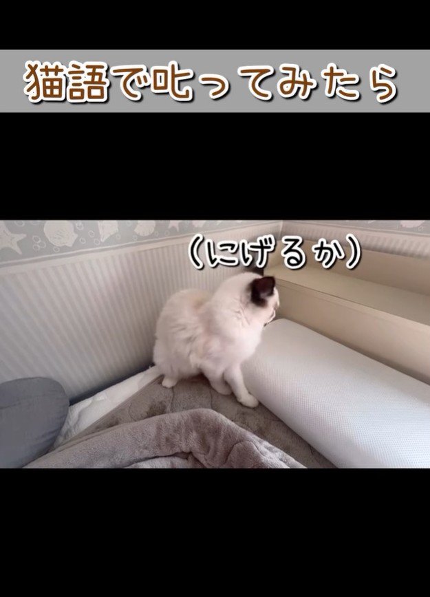 逃げようとする猫
