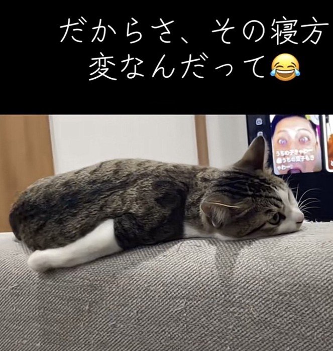 遠くを見つめる猫の写真