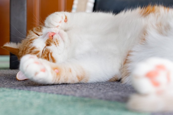 お昼寝する茶白猫