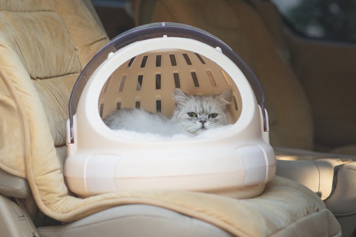 車内でまったり過ごす猫