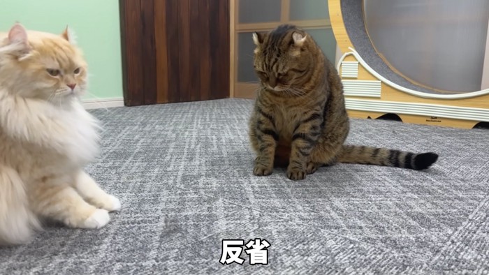 つむぎくんが反省