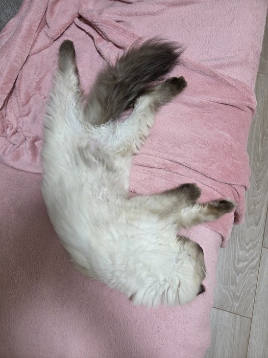 足を大きく開いて寝転がる猫