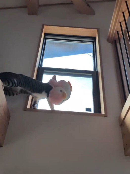 窓枠に移動する猫