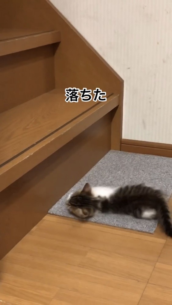 階段で遊ぶ子猫