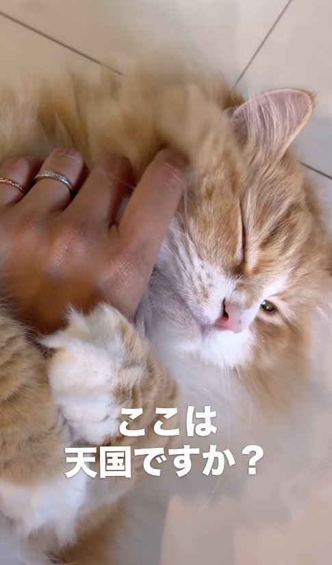 飼い主の手に抱きついている猫「ここは天国ですか?」