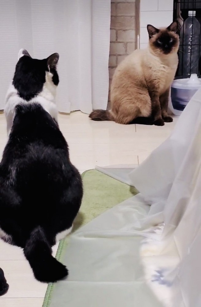 警戒し合うシャム猫とハチワレ猫