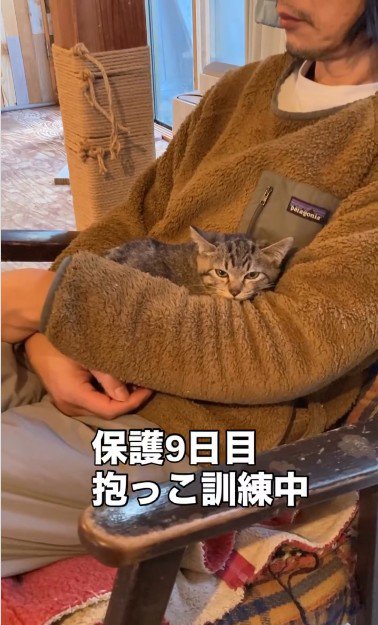 人に抱かれている子猫