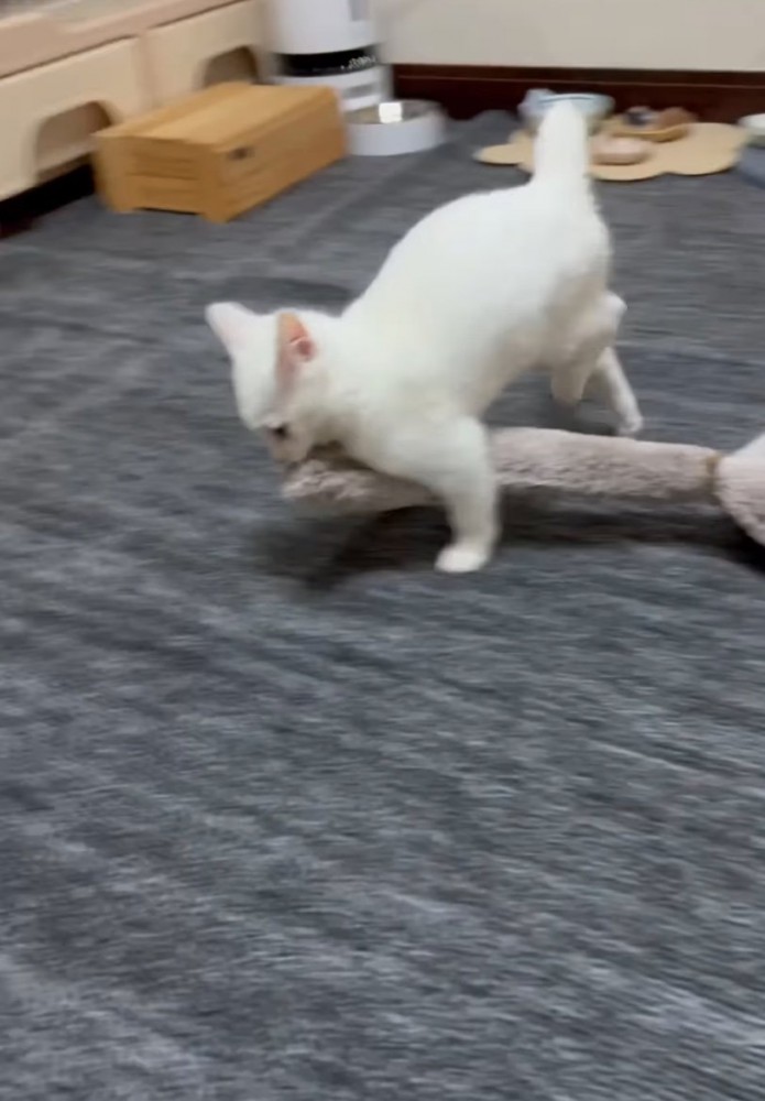 ものを運ぶ子猫