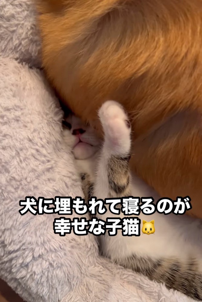 前足をあげて寝ている子猫