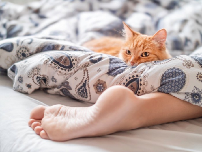 足元でくつろいでいる猫