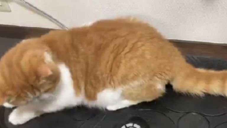 マシンに乗っている猫