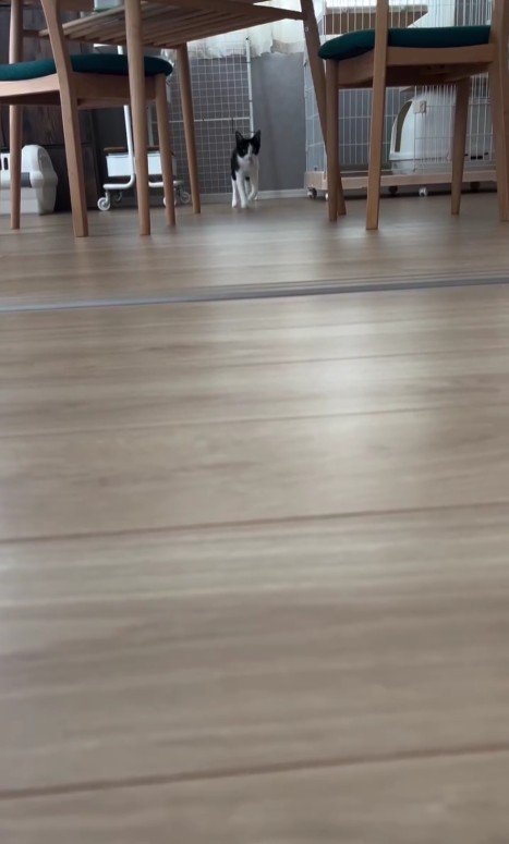 ボール遊びをする猫