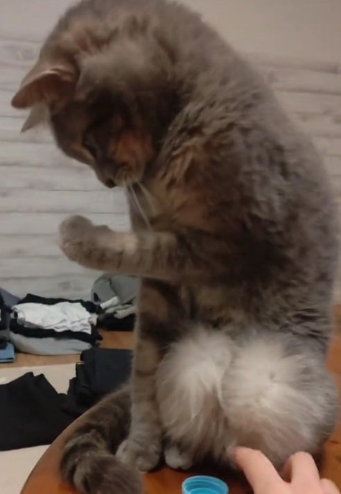 左手を見る猫