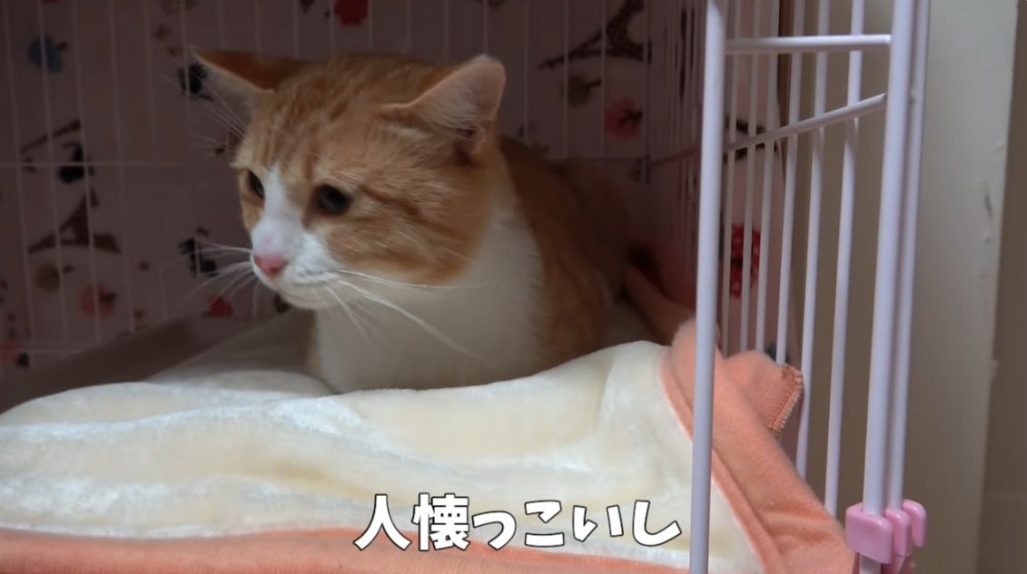 ケージの中にいる茶トラ猫