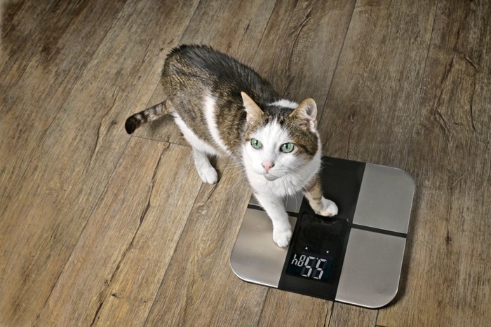 フードを嗅ぐ猫