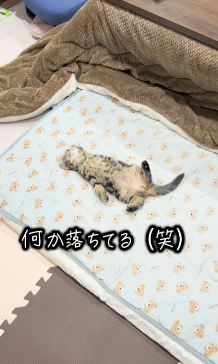 仰向けで寝転がる猫、遠くから