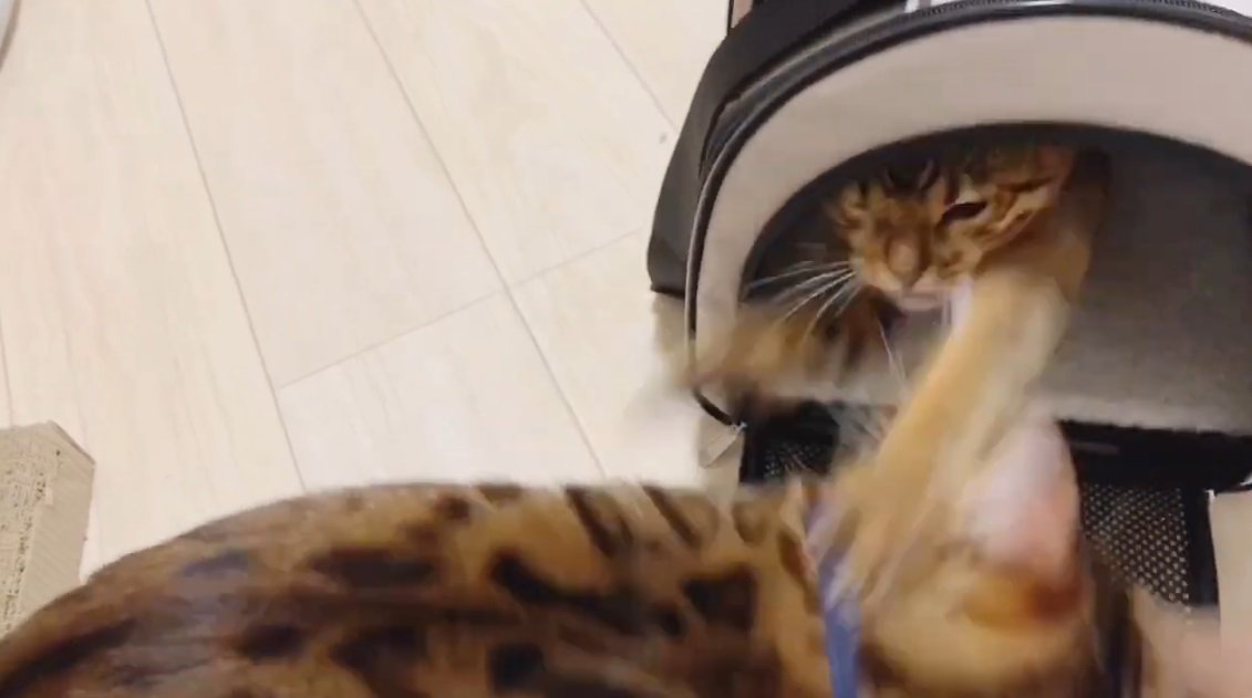 キャリーの中にいるベンガル猫にパンチするメス猫