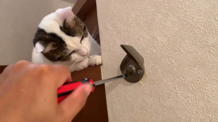 覗き込む豆大福くん