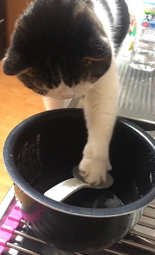 左前足を開きながらしゃもじを触っている猫